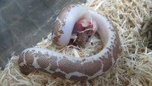 Load image into Gallery viewer, Kenyan Sand Boa Anery
