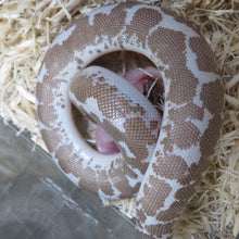 Load image into Gallery viewer, Kenyan Sand Boa Anery
