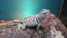 Load image into Gallery viewer, Baby Collard Lizard Rehome
