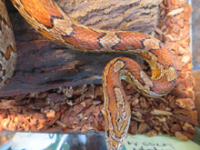 Load image into Gallery viewer, Adult Corn Snake Male
