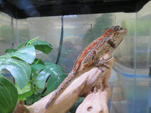 Load image into Gallery viewer, Gargoyle Gecko Female Red Blotch/Red Stripe
