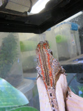 Load image into Gallery viewer, Gargoyle Gecko Female Red Blotch/Red Stripe

