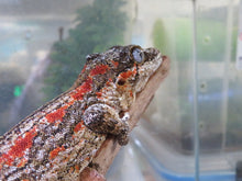 Load image into Gallery viewer, Gargoyle Gecko Female Red Blotch/Red Stripe
