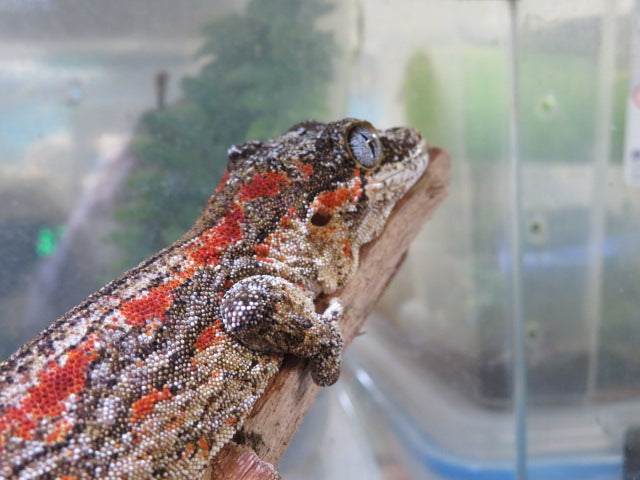 Gargoyle Gecko Female Red Blotch/Red Stripe