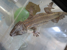 Load image into Gallery viewer, Gargoyle Gecko Male White Stripe
