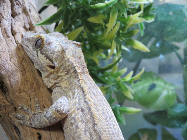 Gargoyle Gecko Male White Stripe