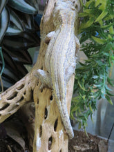 Load image into Gallery viewer, Gargoyle Gecko Male White Stripe
