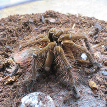 Load image into Gallery viewer, Goliath Bird Eater Tarantula
