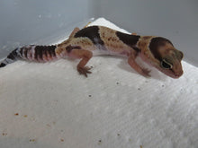 Load image into Gallery viewer, African Fat Tail Gecko cb
