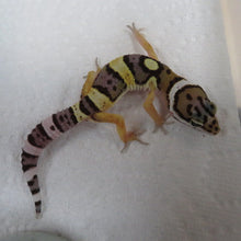 Load image into Gallery viewer, Normal Leopard Gecko Baby
