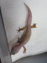 Load image into Gallery viewer, Blizzard Leopard Gecko
