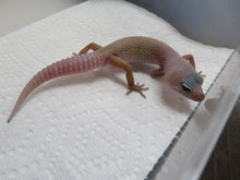 Load image into Gallery viewer, Blizzard Leopard Gecko
