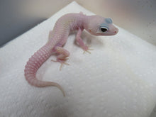 Load image into Gallery viewer, Blazing Blizzard Leopard Gecko
