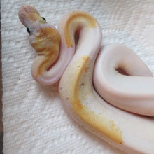 Load image into Gallery viewer, Champagne Pastel Ball Python
