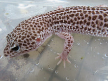 Load image into Gallery viewer, Mack Super Snow Female
