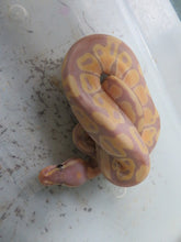 Load image into Gallery viewer, Coral Glow Pastel A3
