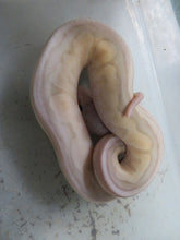 Load image into Gallery viewer, Super Pastel Cinnamon Coral Glow A3
