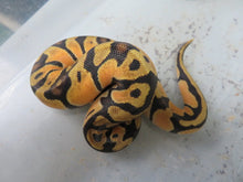 Load image into Gallery viewer, Pastel Orange Dream Ball Python A2
