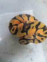 Load image into Gallery viewer, Pastel Orange Dream Ball Python A2
