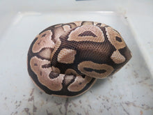 Load image into Gallery viewer, Cinnamon Pastel aka Pewter Ball Python A2
