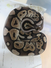 Load image into Gallery viewer, Cinnamon Pastel aka Pewter Ball Python A2
