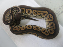 Load image into Gallery viewer, Black Pastel Black Back Het pied Ball Python Female B15
