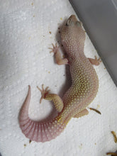 Load image into Gallery viewer, Adult Female Leopard Gecko

