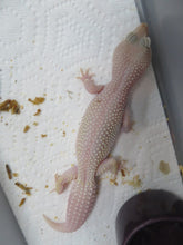 Load image into Gallery viewer, Adult Female Leopard Gecko
