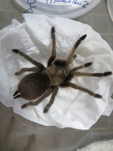 Load image into Gallery viewer, Carlsbad Green Tarantula
