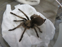 Load image into Gallery viewer, Carlsbad Green Tarantula
