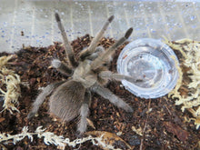 Load image into Gallery viewer, Carlsbad Green Tarantula
