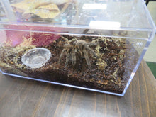 Load image into Gallery viewer, Carlsbad Green Tarantula
