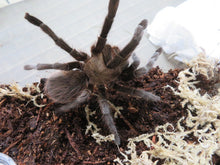 Load image into Gallery viewer, Texas Black Spot Tarantula
