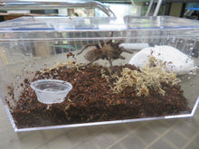 Load image into Gallery viewer, Texas Black Spot Tarantula
