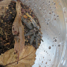 Load image into Gallery viewer, Curly Hair Tarantula
