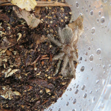Load image into Gallery viewer, Curly Hair Tarantula
