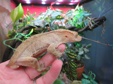 Load image into Gallery viewer, Adult Crested Gecko T#2
