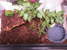 Load image into Gallery viewer, Stripe Knee Tarantula in enclosure
