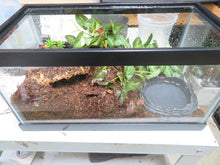 Load image into Gallery viewer, Stripe Knee Tarantula in enclosure
