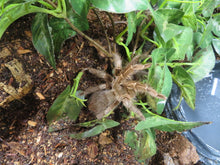 Load image into Gallery viewer, Stripe Knee Tarantula in enclosure
