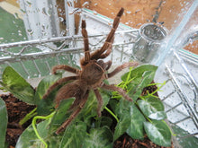 Load image into Gallery viewer, Stripe Knee Tarantula in enclosure
