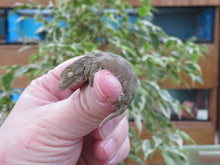 Load image into Gallery viewer, Leachianus Gecko aka New Caledonia Giant Gecko
