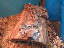 Load image into Gallery viewer, Rental Car Boa
