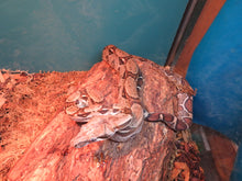 Load image into Gallery viewer, Rental Car Boa
