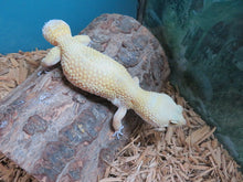 Load image into Gallery viewer, Leopard Gecko Rehome #13
