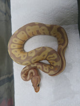 Load image into Gallery viewer, Banana Ball Python Female B9
