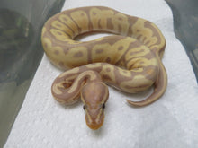 Load image into Gallery viewer, Banana Ball Python Female B9
