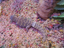 Load image into Gallery viewer, Baby Giant Saudia Arabian Uromastyx
