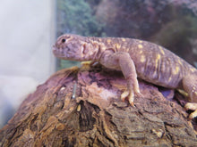 Load image into Gallery viewer, Baby Giant Saudia Arabian Uromastyx
