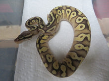 Load image into Gallery viewer, Pastave Ball Python B14
